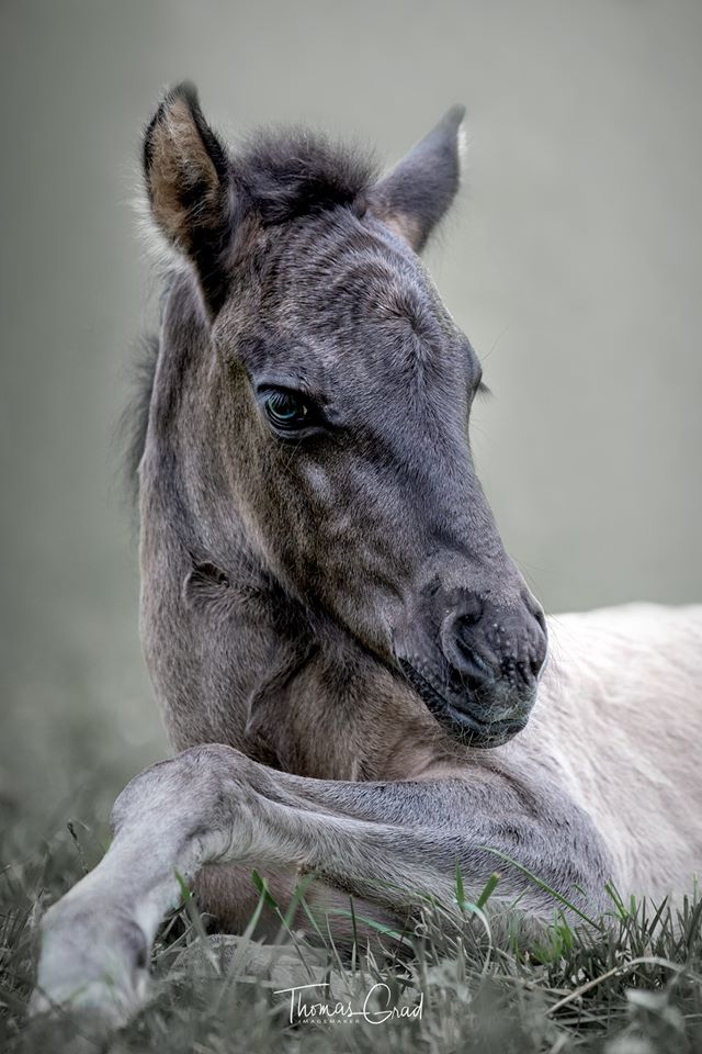 Aegidienberger Horses